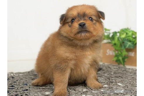 成約済の千葉県のミックス犬-211995の5枚目